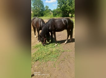 Weitere Ponys/Kleinpferde Mix, Wallach, 4 Jahre, 140 cm, Rappe