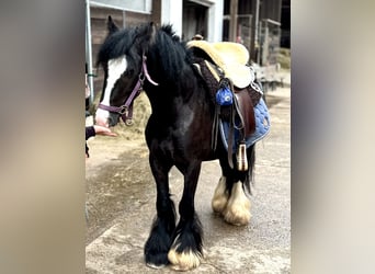 Weitere Ponys/Kleinpferde, Wallach, 4 Jahre, 140 cm, Rappe