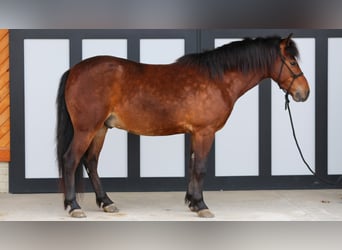 Weitere Ponys/Kleinpferde, Wallach, 4 Jahre, 140 cm, Rotbrauner