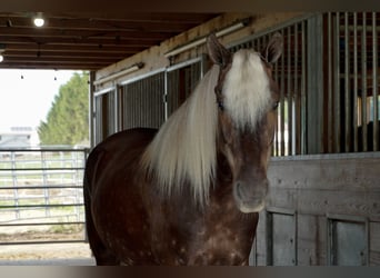 Weitere Ponys/Kleinpferde, Wallach, 4 Jahre, 140 cm