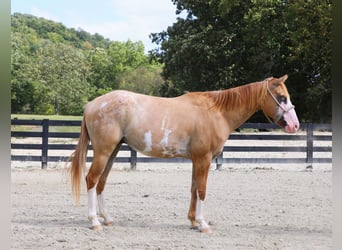Weitere Ponys/Kleinpferde Mix, Wallach, 4 Jahre, 142 cm, Falbe