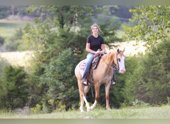 Weitere Ponys/Kleinpferde Mix, Wallach, 4 Jahre, 142 cm, Falbe