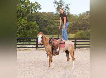 Weitere Ponys/Kleinpferde Mix, Wallach, 4 Jahre, 142 cm, Falbe