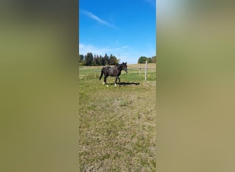 Weitere Ponys/Kleinpferde Mix, Wallach, 4 Jahre, 142 cm, Rappe