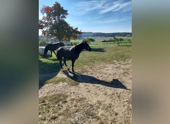 Weitere Ponys/Kleinpferde Mix, Wallach, 4 Jahre, 142 cm, Rappe