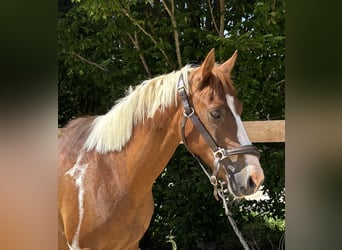 Weitere Ponys/Kleinpferde, Wallach, 4 Jahre, 142 cm, Schecke