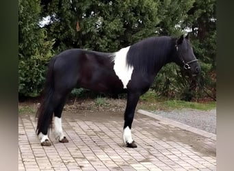 Weitere Ponys/Kleinpferde, Wallach, 4 Jahre, 142 cm, Schecke