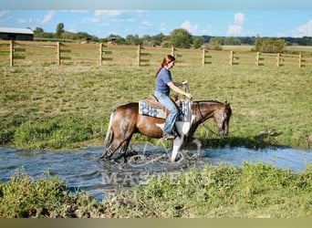 Weitere Ponys/Kleinpferde Mix, Wallach, 4 Jahre, 142 cm, Schecke