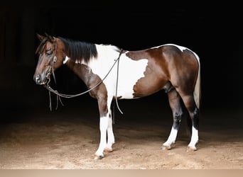 Weitere Ponys/Kleinpferde Mix, Wallach, 4 Jahre, 142 cm, Schecke