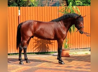Weitere Ponys/Kleinpferde, Wallach, 4 Jahre, 143 cm, Brauner