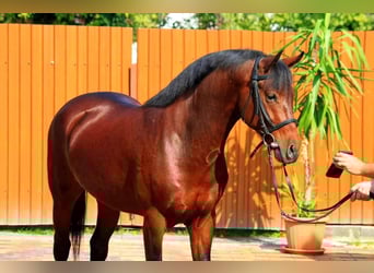 Weitere Ponys/Kleinpferde, Wallach, 4 Jahre, 143 cm, Brauner