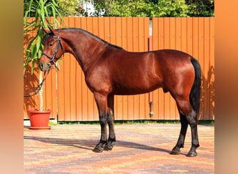 Weitere Ponys/Kleinpferde, Wallach, 4 Jahre, 143 cm, Brauner
