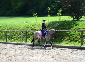 Weitere Ponys/Kleinpferde, Wallach, 4 Jahre, 143 cm, Falbe