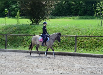Weitere Ponys/Kleinpferde, Wallach, 4 Jahre, 143 cm, Falbe
