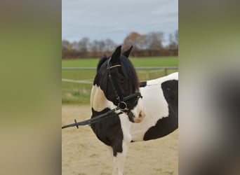Weitere Ponys/Kleinpferde, Wallach, 4 Jahre, 143 cm, Schecke