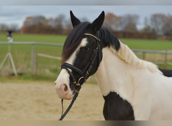 Weitere Ponys/Kleinpferde, Wallach, 4 Jahre, 143 cm, Schecke