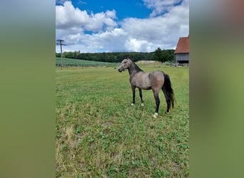Weitere Ponys/Kleinpferde Mix, Wallach, 4 Jahre, 144 cm, Braunfalbschimmel