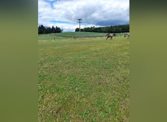 Weitere Ponys/Kleinpferde Mix, Wallach, 4 Jahre, 144 cm, Braunfalbschimmel