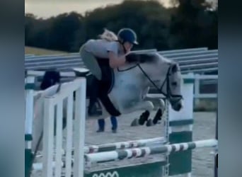 Weitere Ponys/Kleinpferde, Wallach, 4 Jahre, 144 cm, Schecke