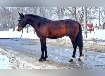 Weitere Ponys/Kleinpferde, Wallach, 4 Jahre, 145 cm, Brauner