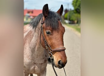 Weitere Ponys/Kleinpferde, Wallach, 4 Jahre, 145 cm, Brauner