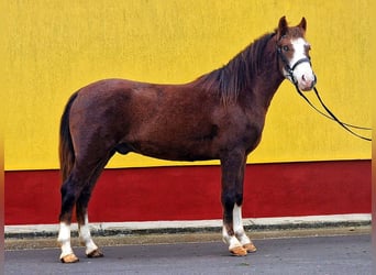 Weitere Ponys/Kleinpferde, Wallach, 4 Jahre, 145 cm, Dunkelfuchs