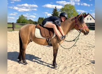 Weitere Ponys/Kleinpferde, Wallach, 4 Jahre, 145 cm, Falbe