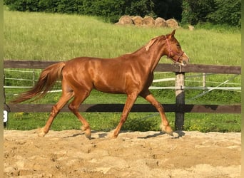Weitere Ponys/Kleinpferde, Wallach, 4 Jahre, 145 cm, Fuchs