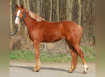 Weitere Ponys/Kleinpferde, Wallach, 4 Jahre, 145 cm, Fuchs