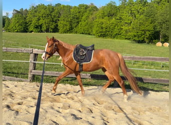 Weitere Ponys/Kleinpferde, Wallach, 4 Jahre, 145 cm, Fuchs