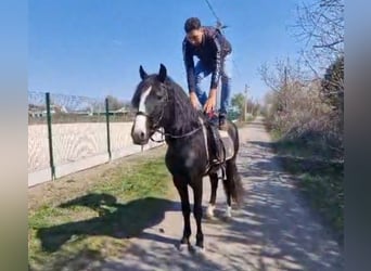 Weitere Ponys/Kleinpferde, Wallach, 4 Jahre, 145 cm, Rappe