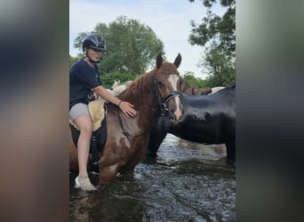 Weitere Ponys/Kleinpferde, Wallach, 4 Jahre, 146 cm, Fuchs