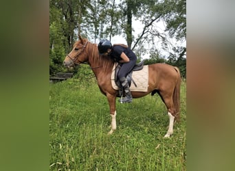 Weitere Ponys/Kleinpferde, Wallach, 4 Jahre, 146 cm, Fuchs