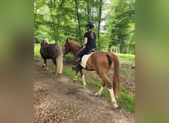 Weitere Ponys/Kleinpferde, Wallach, 4 Jahre, 146 cm, Fuchs
