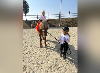 Weitere Ponys/Kleinpferde, Wallach, 4 Jahre, 147 cm, Dunkelfuchs