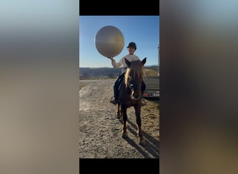 Weitere Ponys/Kleinpferde, Wallach, 4 Jahre, 147 cm, Dunkelfuchs