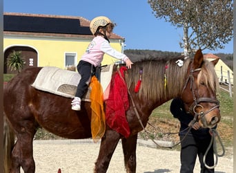 Weitere Ponys/Kleinpferde, Wallach, 4 Jahre, 147 cm, Dunkelfuchs