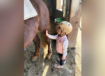 Weitere Ponys/Kleinpferde, Wallach, 4 Jahre, 147 cm, Dunkelfuchs