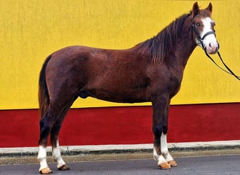 Weitere Ponys/Kleinpferde, Wallach, 4 Jahre, 147 cm, Fuchs