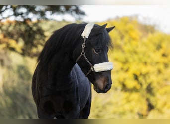 Weitere Ponys/Kleinpferde, Wallach, 4 Jahre, 148 cm, Dunkelbrauner