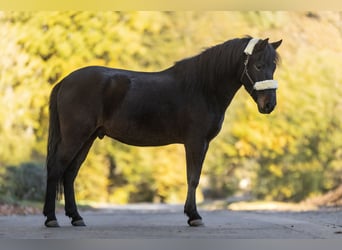 Weitere Ponys/Kleinpferde, Wallach, 4 Jahre, 148 cm, Dunkelbrauner