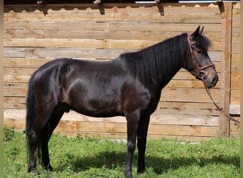 Weitere Ponys/Kleinpferde, Wallach, 4 Jahre, 148 cm, Dunkelbrauner