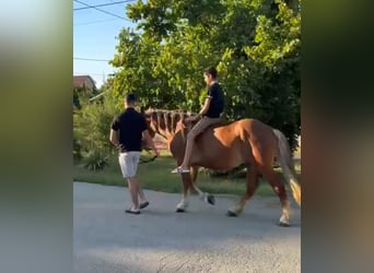 Weitere Ponys/Kleinpferde, Wallach, 4 Jahre, 148 cm, Fuchs