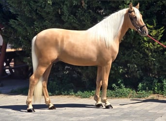 Weitere Ponys/Kleinpferde, Wallach, 4 Jahre, 148 cm, Palomino