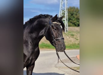 Weitere Ponys/Kleinpferde, Wallach, 4 Jahre, 148 cm, Rappe