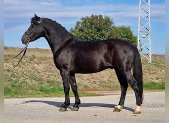 Weitere Ponys/Kleinpferde, Wallach, 4 Jahre, 148 cm, Rappe