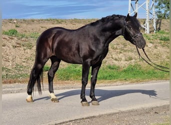 Weitere Ponys/Kleinpferde, Wallach, 4 Jahre, 148 cm, Rappe