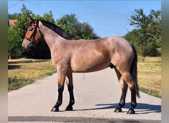 Weitere Ponys/Kleinpferde, Wallach, 4 Jahre, 148 cm, Roan-Red