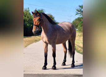 Weitere Ponys/Kleinpferde, Wallach, 4 Jahre, 148 cm, Roan-Red