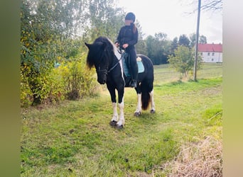 Weitere Ponys/Kleinpferde, Wallach, 4 Jahre, 148 cm, Schecke